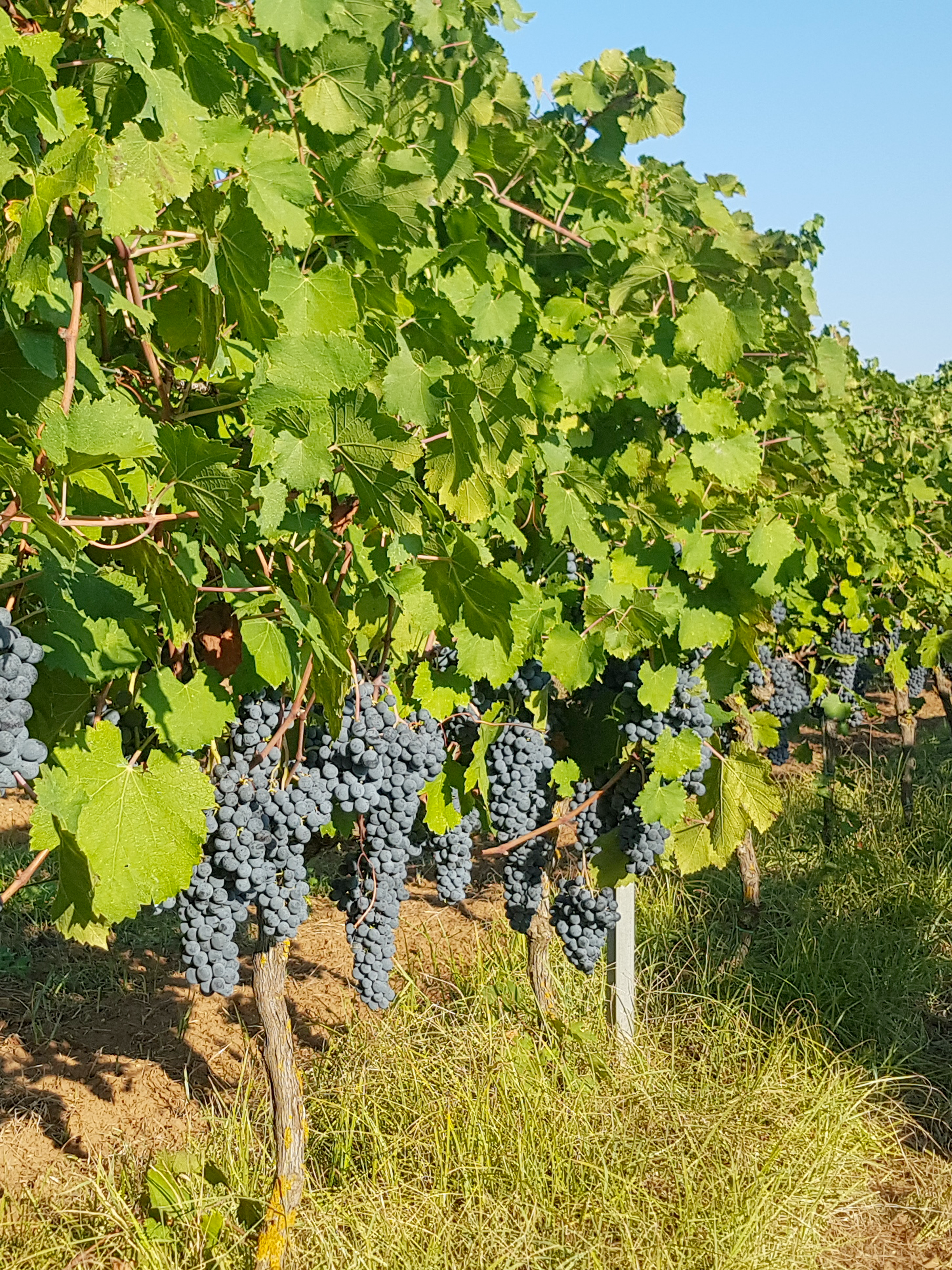 Naturalmente - Tenuta nel mezzo